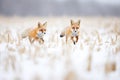 two foxes playing chase in a snowy field