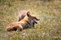 Two foxes playing in the grass Royalty Free Stock Photo