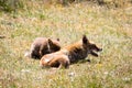 Two foxes playing in the grass Royalty Free Stock Photo