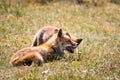 Two foxes playing in the grass Royalty Free Stock Photo