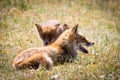 Two foxes playing in the grass