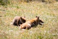 Two foxes playing in the grass Royalty Free Stock Photo