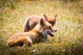 Two foxes playing in the grass Royalty Free Stock Photo