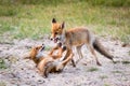 Two foxes playing in sand