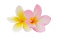 Two frangipani flowers Royalty Free Stock Photo