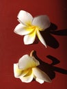 two frangipani flowers Royalty Free Stock Photo
