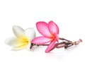 Two frangipani flowers Royalty Free Stock Photo