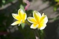 Two frangipani flowers a combination of yellow and white begin to bloom Royalty Free Stock Photo