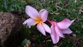 two frangipani flowers that fall and are very beautiful in the grass Royalty Free Stock Photo