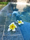 two frangipani flowers that fell on cabbage Royalty Free Stock Photo