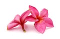 Two frangipani flowers. Royalty Free Stock Photo