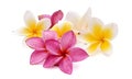 Two frangipani flowers. Royalty Free Stock Photo