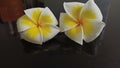 Two frangipani flowers which yellow and white coluor Royalty Free Stock Photo