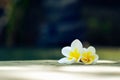 Two frangipani flowers on a wooden background Royalty Free Stock Photo