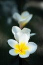 Two frangipani flowers on a wooden background Royalty Free Stock Photo