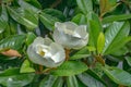 Two Fraser Magnolia Tree Flowers Royalty Free Stock Photo