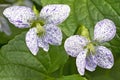 Two freckled violet (viola sororia) flowers