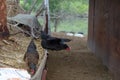 Two free range black chicken Royalty Free Stock Photo