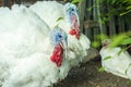 Two free range male turkesys. Strutting wild turkeys. Turkeys strutting and displaying their feathers Royalty Free Stock Photo