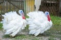 Two free range male turkesys. Strutting wild turkeys. Turkeys strutting and displaying their feathers