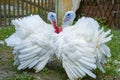 Two free range male turkesys. Strutting wild turkeys. Turkeys strutting and displaying their feathers