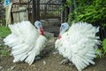 Two free range male turkesys. Strutting wild turkeys. Turkeys strutting and displaying their feathers