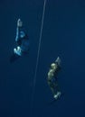 Two freedivers go up from the training depth