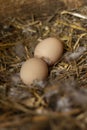 Two freerange chicken eggs in a nest with feathers Royalty Free Stock Photo