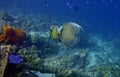 two French Angelfish swimming in the coral reef Royalty Free Stock Photo