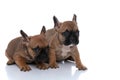 Two french bulldog dogs are defending their friend Royalty Free Stock Photo