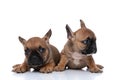 Two french bulldog dogs each minding their own business