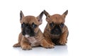 Two french bulldog dogs with fawn fur are lying down Royalty Free Stock Photo