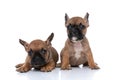 Two french bulldog dogs with fawn fur sitting and laying Royalty Free Stock Photo