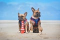 Two French Bulldog dogs on holidas sitting on beach in front of clear blue sky wearing matching maritime sailor harness