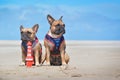 Two French Bulldog dogs on holidas sitting on beach in front of clear blue sky