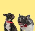 Two french bulldog dogs looking up and sticking out tongue Royalty Free Stock Photo