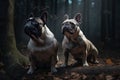 Two french bulldog dogs sitting in the dark forest and looking at each other