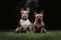 Two french bulldog dogs sitting on grass together Royalty Free Stock Photo