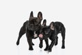 Two french bulldog dogs sniffing for food