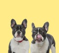 Two french bulldog dogs wearing red leash and licking nose Royalty Free Stock Photo