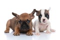 Two french bulldog dogs with white and fawn fur Royalty Free Stock Photo