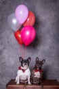 Two french bulldog posing with red tie and colored balloons