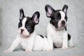 Two french bulldog puppies - twins