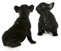 Two french bulldogs Royalty Free Stock Photo