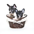 Two French Bulldogs Looking Guilty Royalty Free Stock Photo