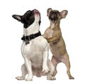 Two French Bulldogs standing and looking up Royalty Free Stock Photo