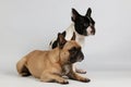 Two french bulldogs in the studio