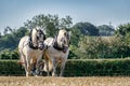 Two French Draughts Ploughing Royalty Free Stock Photo