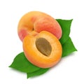 Two fresh apricots and leaves. Royalty Free Stock Photo