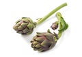Two fresh artichokes Royalty Free Stock Photo